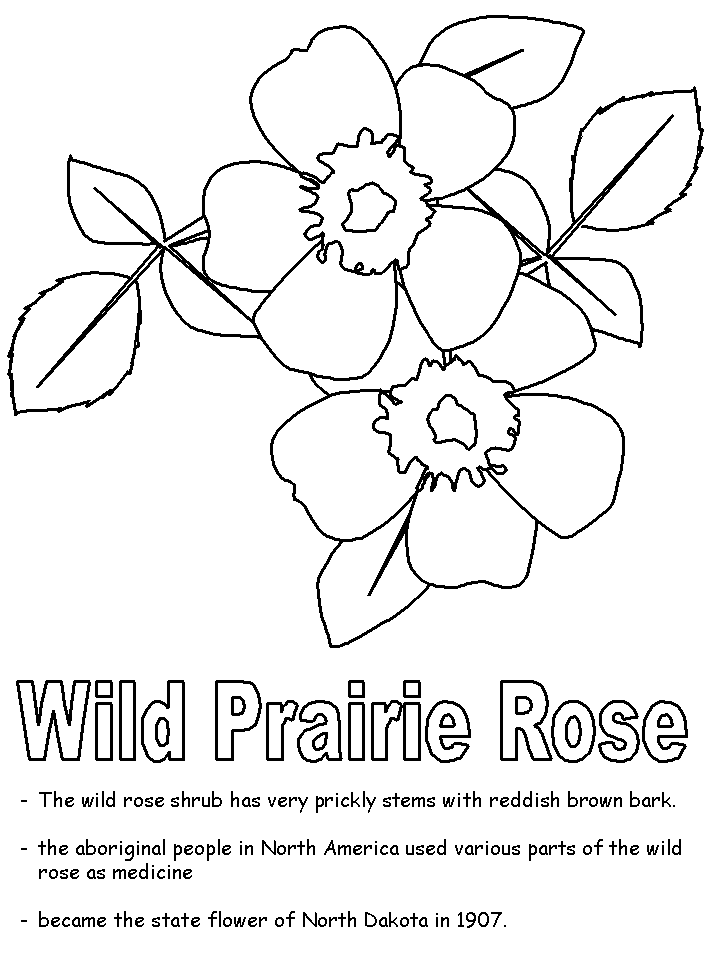 Top 20 Printable Roses Coloring Pages