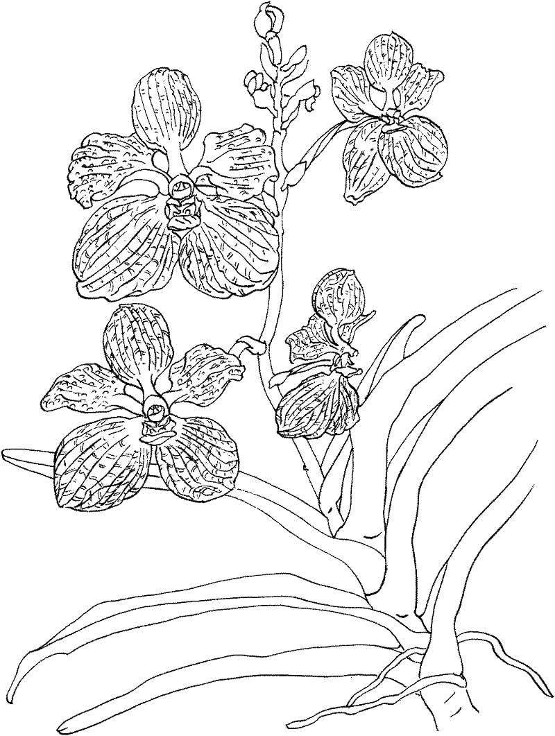 Top 20 Printable Orchid Coloring Pages