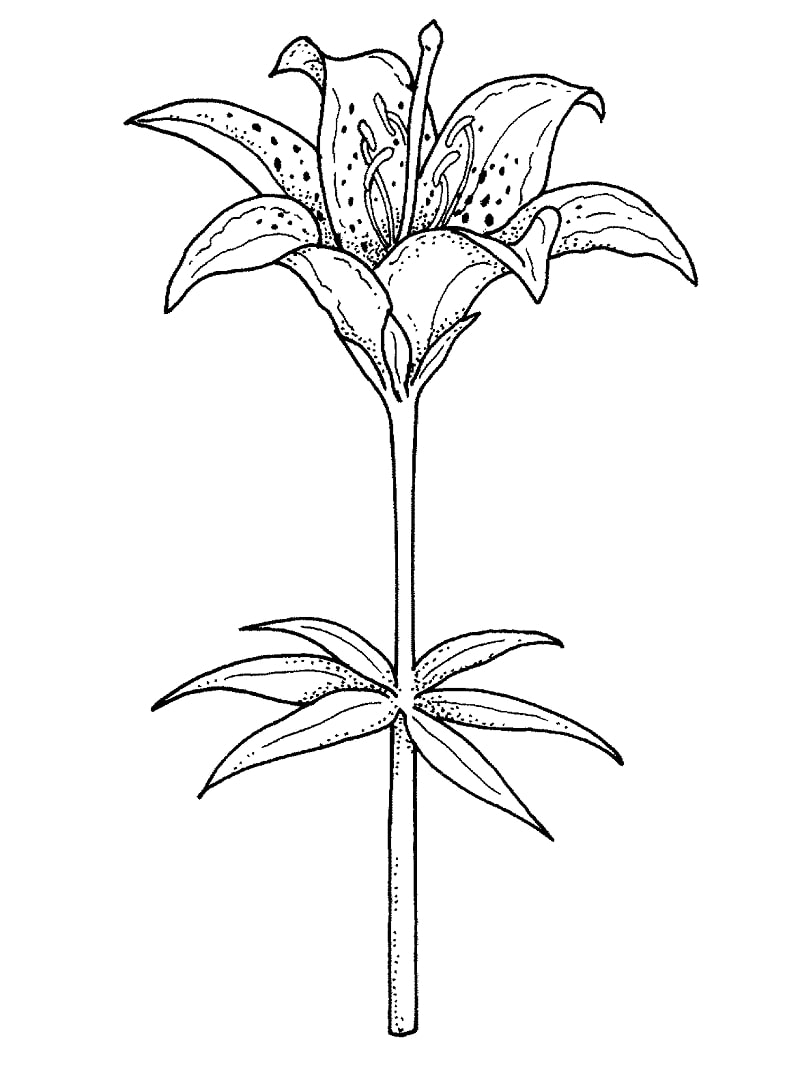 Top 20 Printable Lily Coloring Pages - Online Coloring Pages