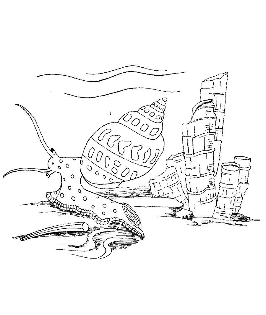 Download Top 20 Printable Mollusks Coloring Pages - Online Coloring Pages