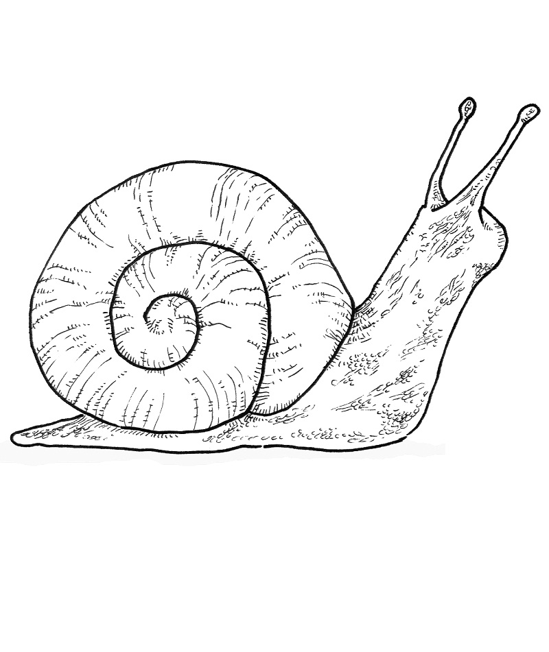 Download Top 20 Printable Mollusks Coloring Pages - Online Coloring Pages