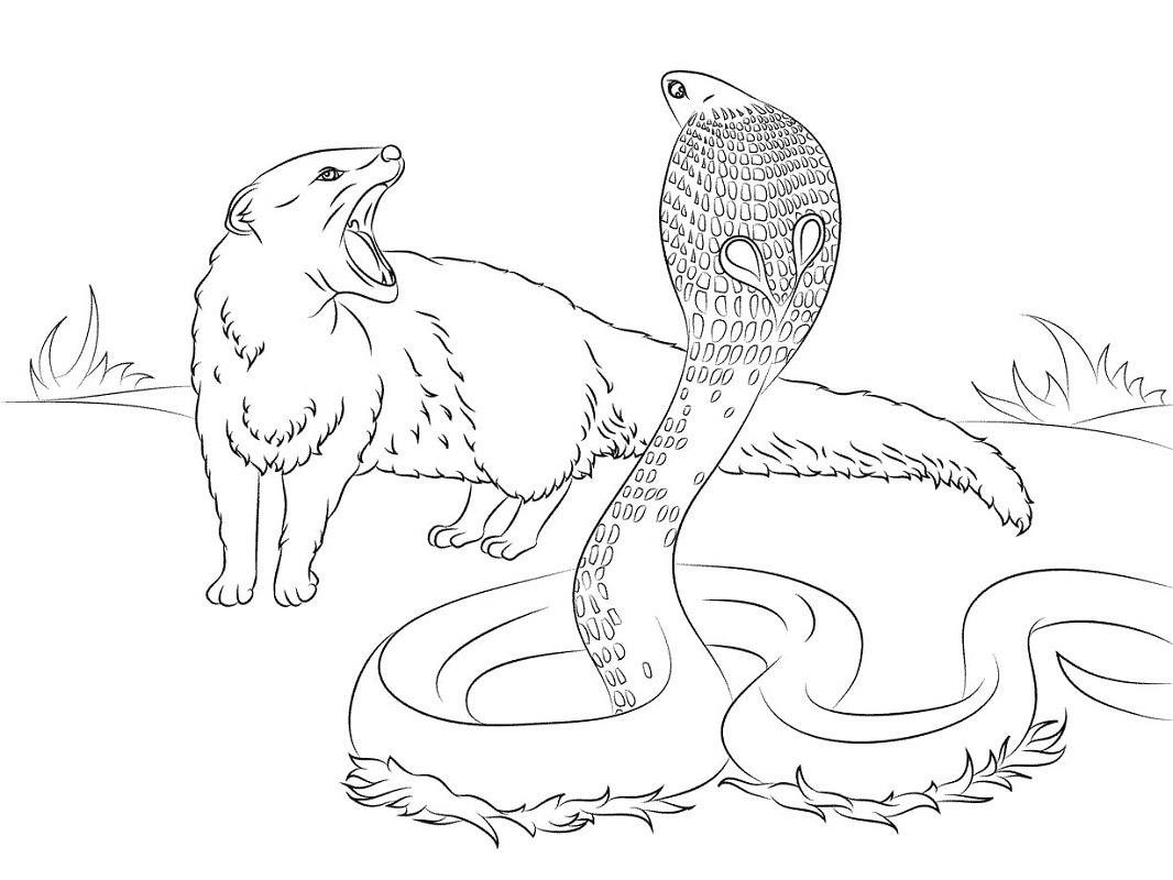 Download Top 20 Printable Reptile Coloring Pages - Online Coloring Pages