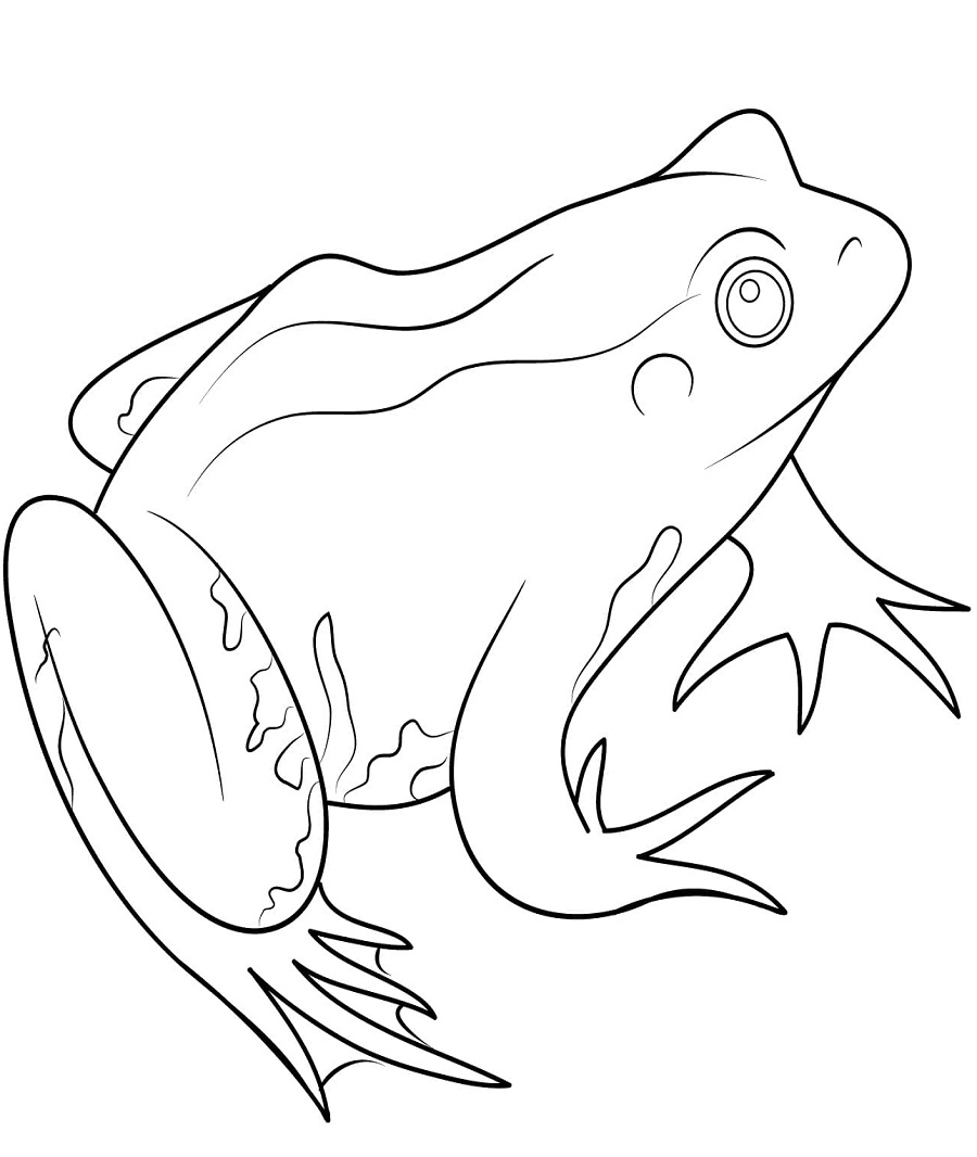 Download Top 20 Printable Amphibian Coloring Pages - Online Coloring Pages