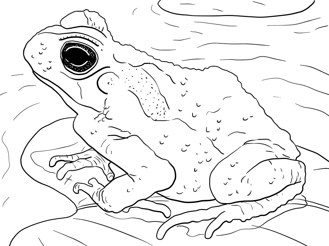 Top 20 Printable Amphibian Coloring Pages