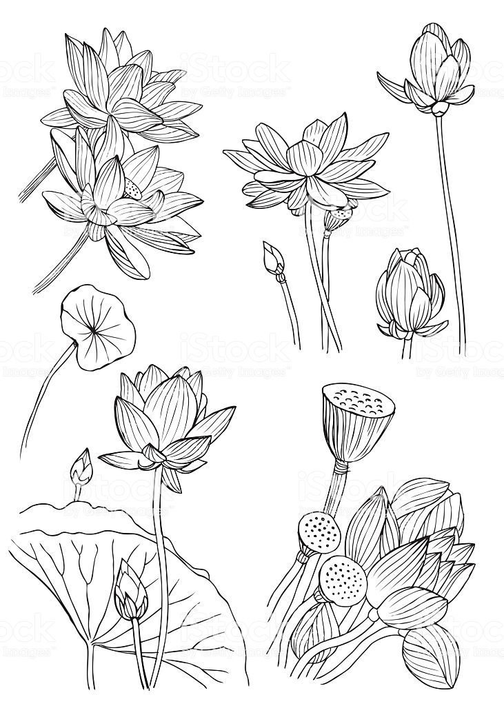 Top 20 Printable Water Lily Coloring Pages - Online Coloring Pages