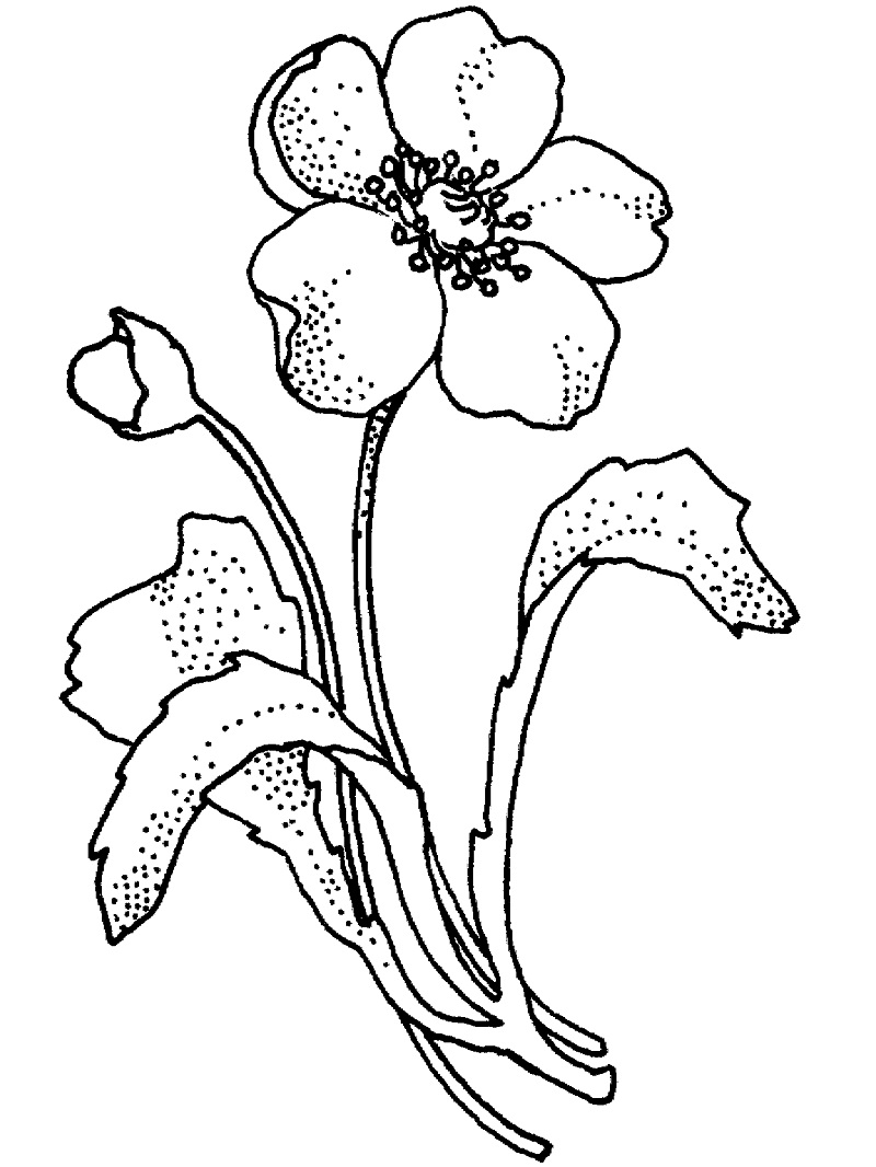 Top 20 Printable Poppy Flower Coloring Pages