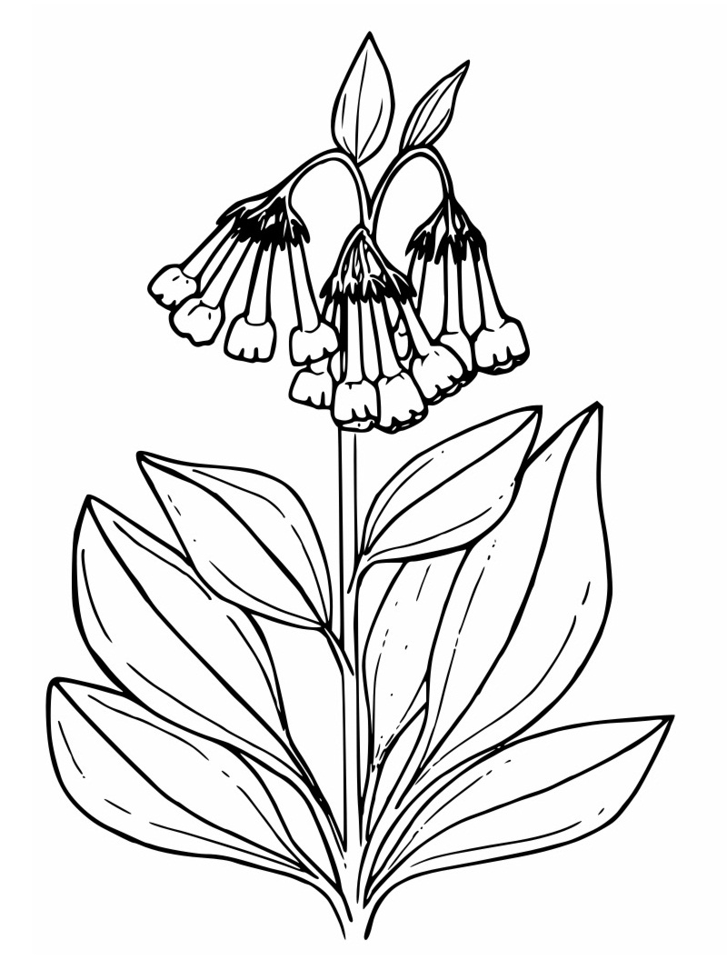 Top 20 Printable Bellflower Coloring Pages - Online Coloring Pages