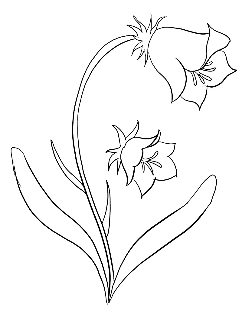 Bellflower Coloring Pages are a good way for kids to develop their habit of...