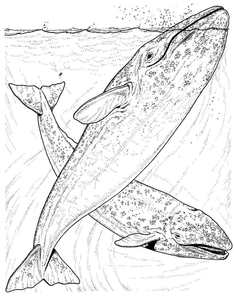 Top 20 Printable Whale Coloring Pages - Online Coloring Pages