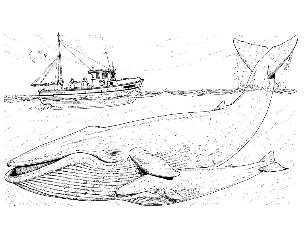 whales-coloring-page-whale-coloring-pages-animal-coloring-pages