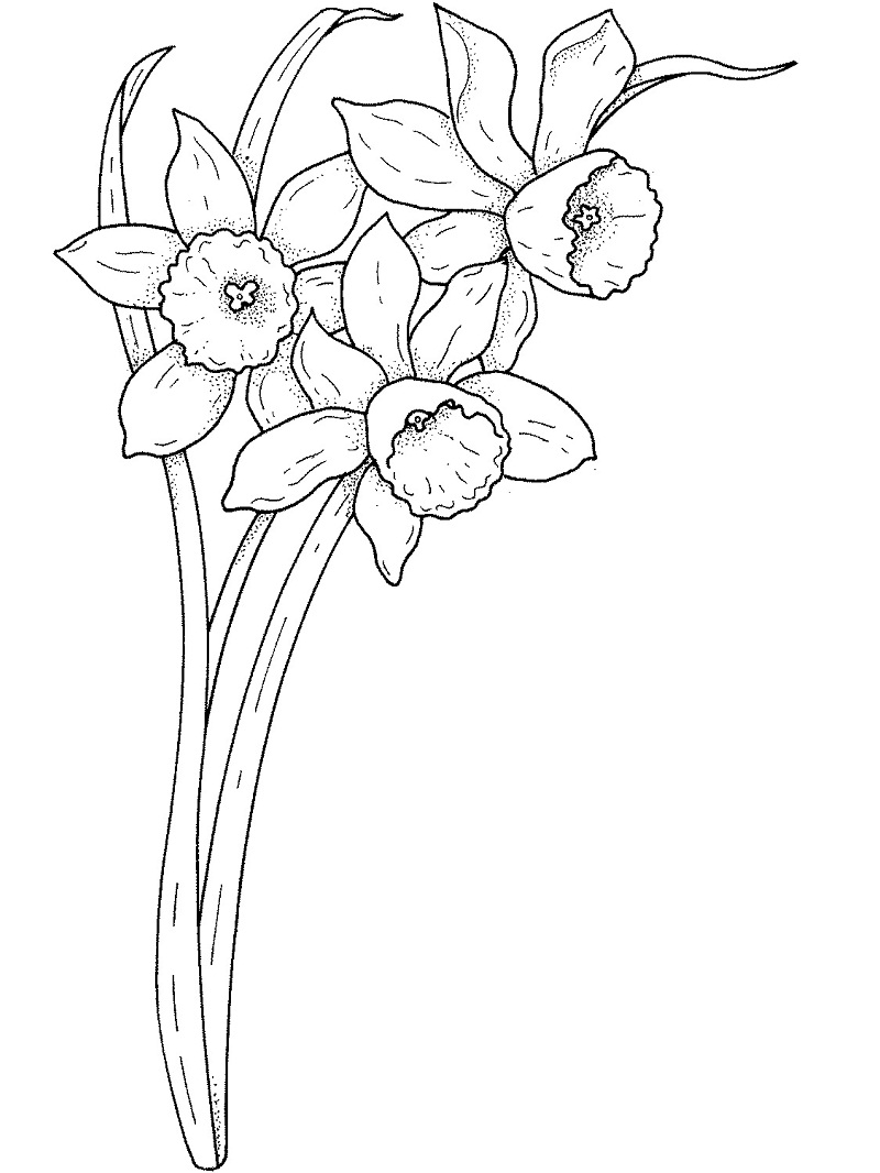 Top 20 Printable Daffodil Coloring Pages - Online Coloring Pages