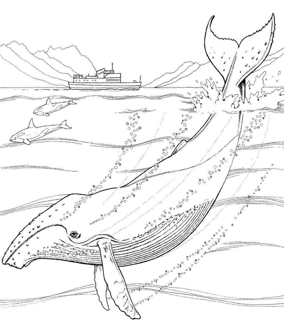 Top 20 Printable Whale Coloring Pages