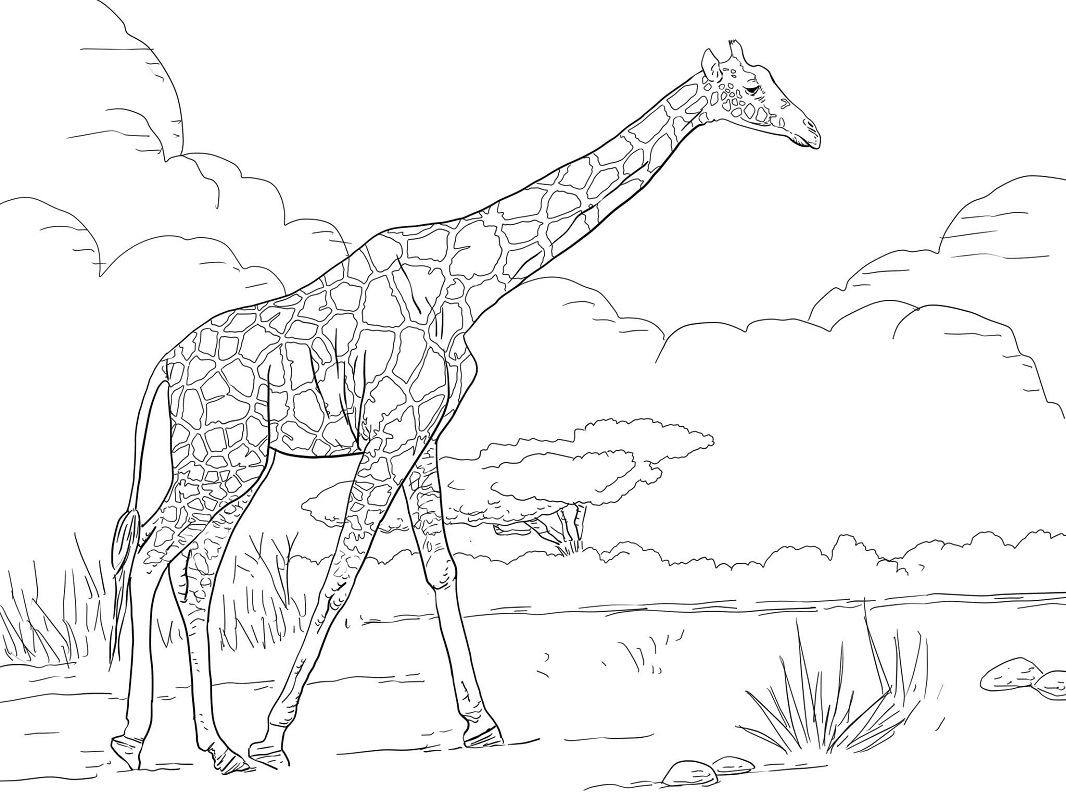 Download Top 20 Printable Giraffe Coloring Pages - Online Coloring Pages