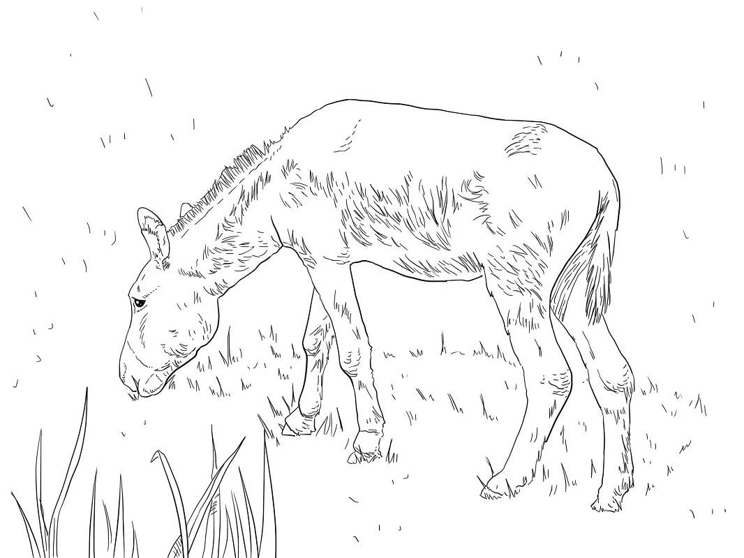 Top 20 Printable Donkey Coloring Pages   Online Coloring Pages