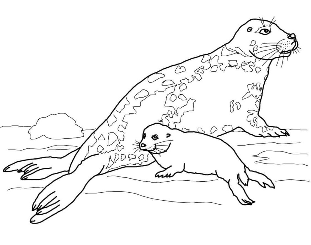 Download Top 20 Printable Seal Coloring Pages - Online Coloring Pages