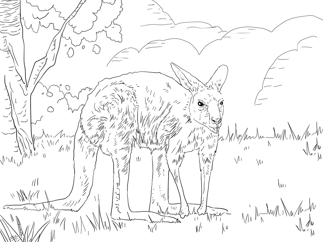 Top 20 Printable Kangaroo Coloring Pages - Online Coloring Pages