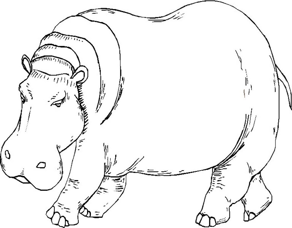Top 20 Printable Hippo Coloring Pages Online Coloring Pages