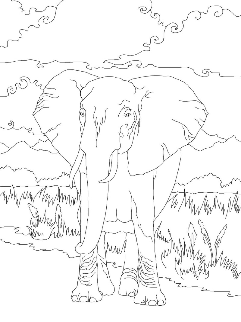 Top 20 Printable Elephant Coloring Pages - Online Coloring Pages