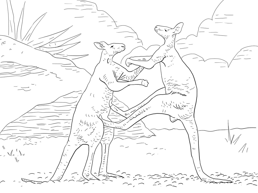Раскраска животные кенгуру