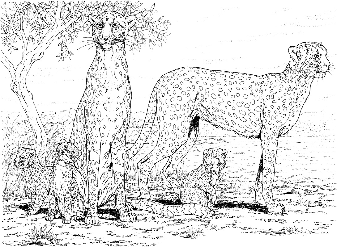 Top 20 Printable Cheetah Coloring Pages Online Coloring Pages
