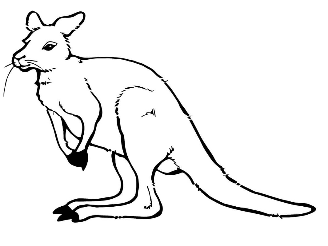 Top 20 Printable Kangaroo Coloring Pages