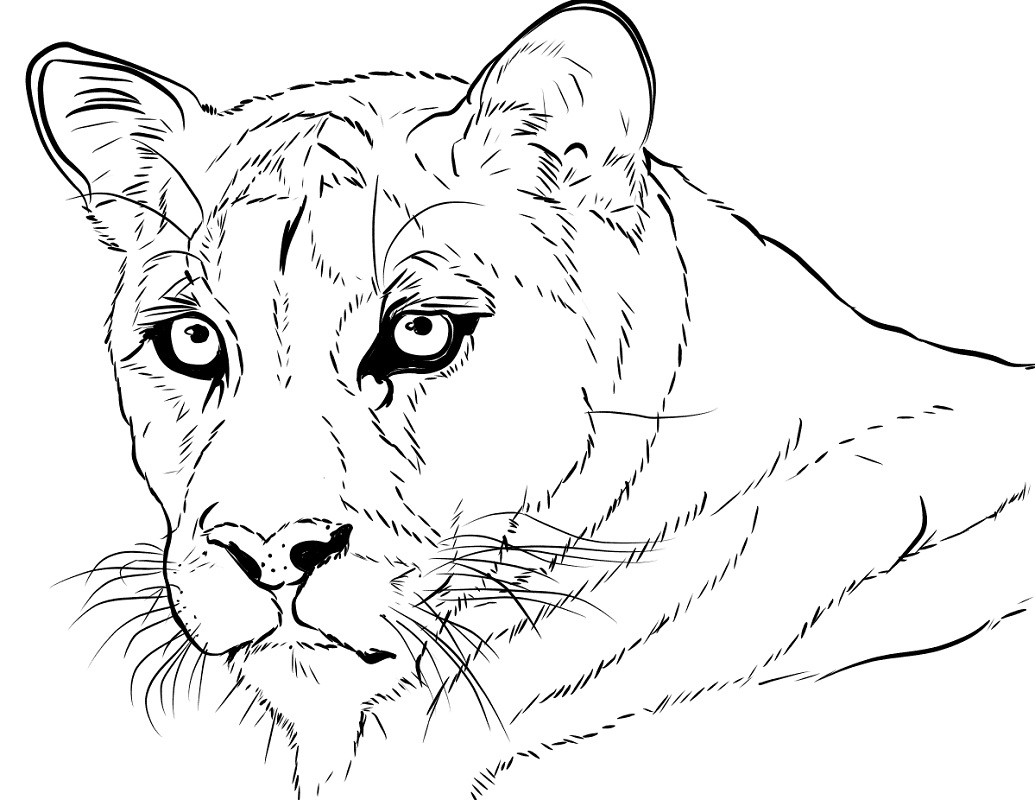 Coloring Pages Cougar.