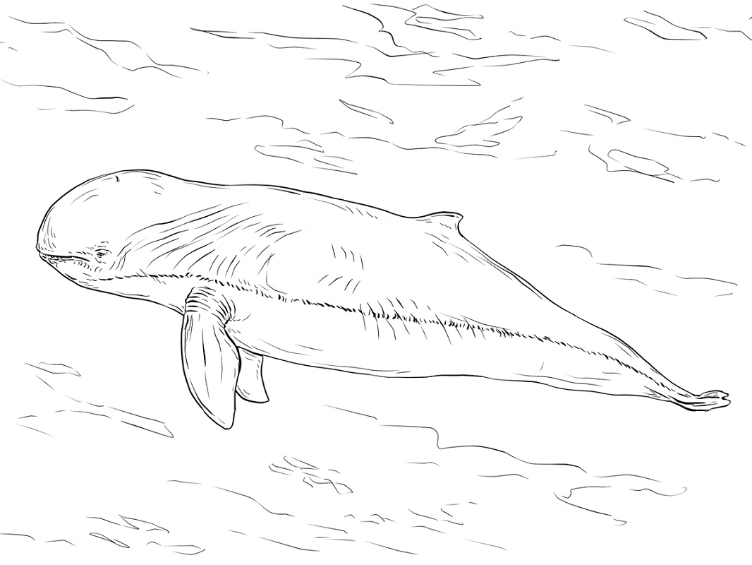 Dolphin Coloring Pages are a good way for kids to develop their habit of co...
