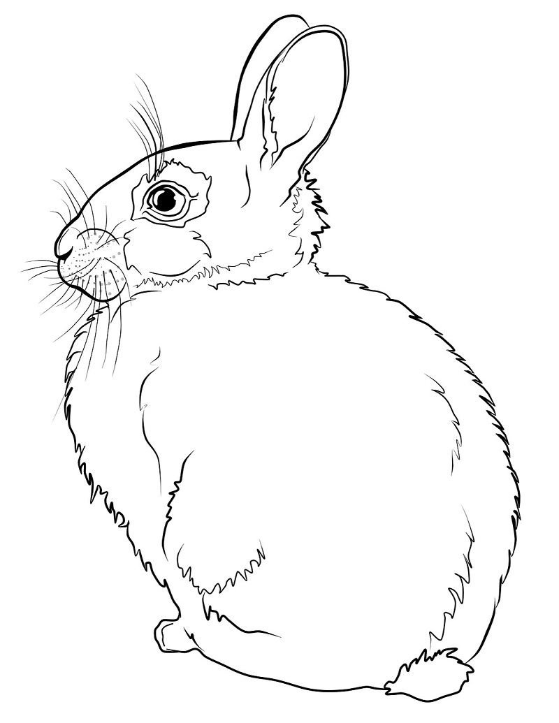 Top 20 Printable Rabbit Coloring Pages - Online Coloring Pages