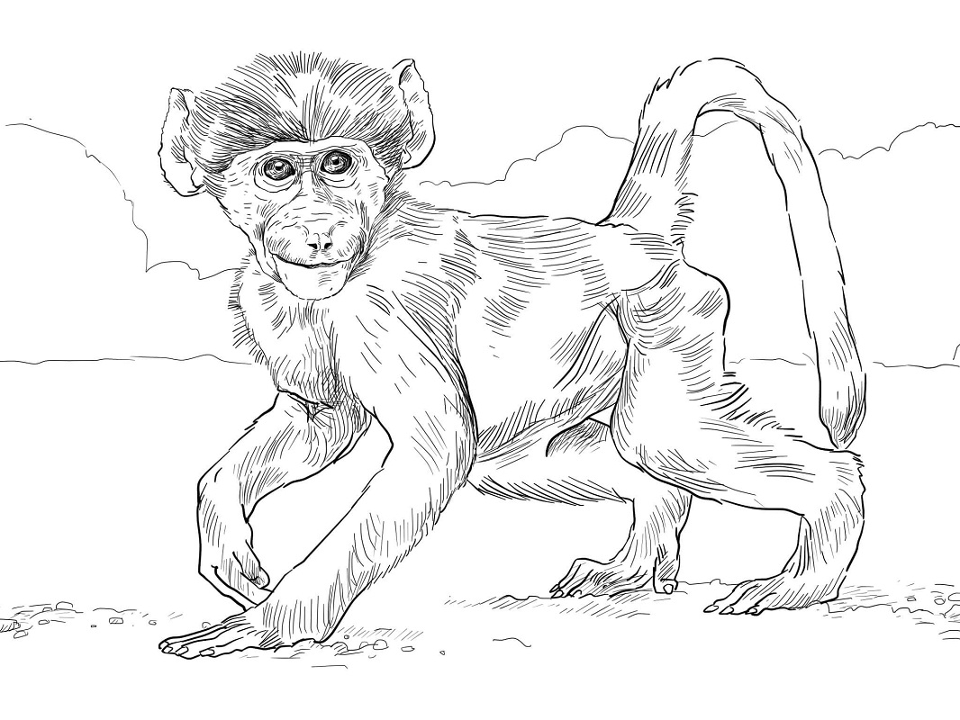 Monkey Coloring Pages are a good way for kids to develop their habit of col...