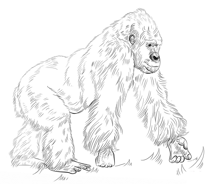 Top 20 Printable Ape Coloring Pages - Online Coloring Pages
