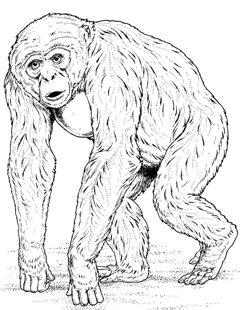 Top 20 Printable Ape Coloring Pages - Online Coloring Pages