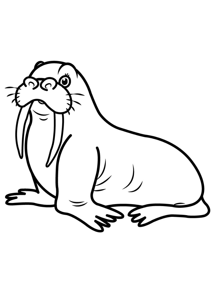 327 Simple Walrus Coloring Pages with Printable