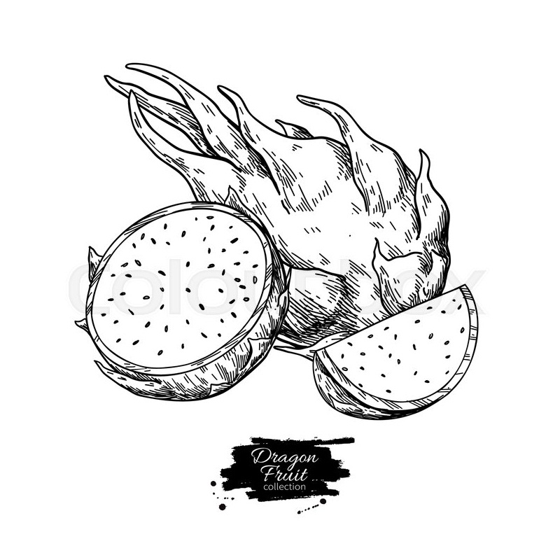 Download Top 20 Printable Dragon Fruit Coloring Pages - Online ...