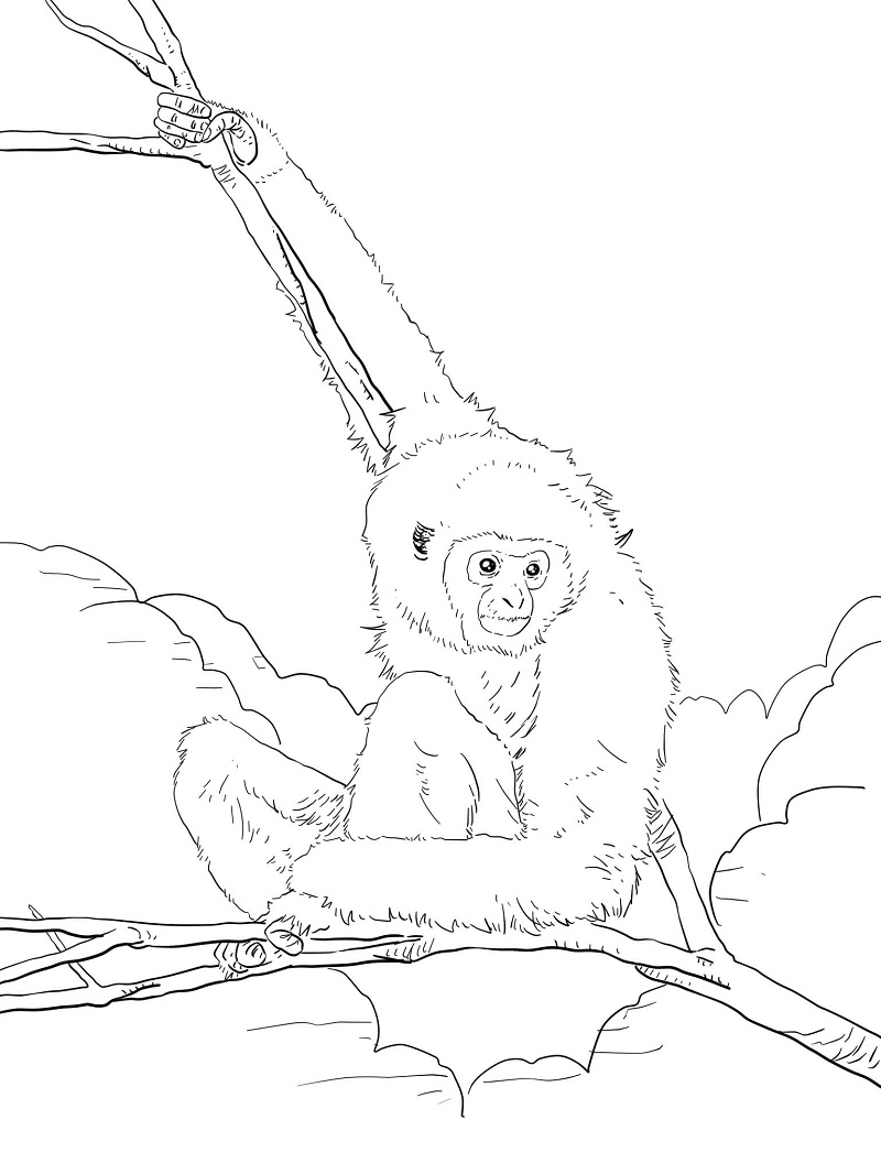 Top 20 Printable Ape Coloring Pages - Online Coloring Pages