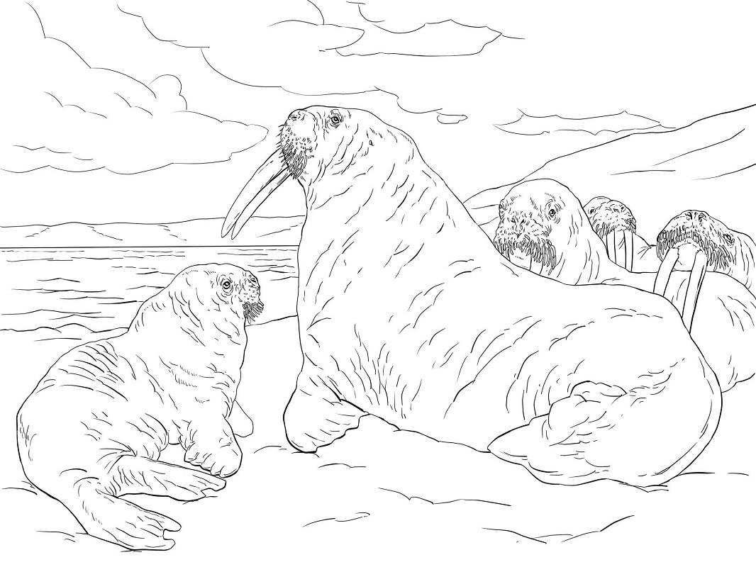 Top 20 Printable Walrus Coloring Pages - Online Coloring Pages