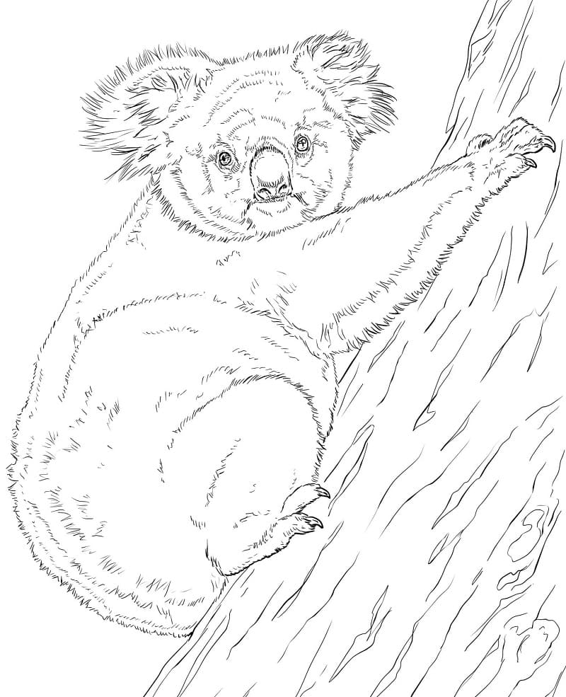 Top 40 Printable Koala Coloring Pages - Online Coloring Pages