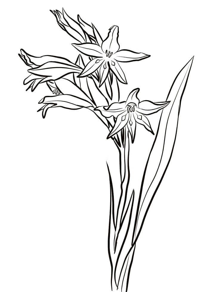 top-20-printable-gladiolus-coloring-pages-online-coloring-pages