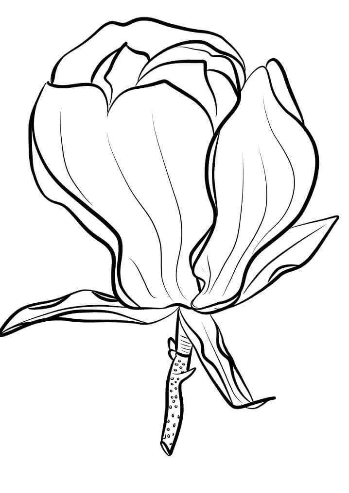Top 26 Printable Magnolia Coloring Pages