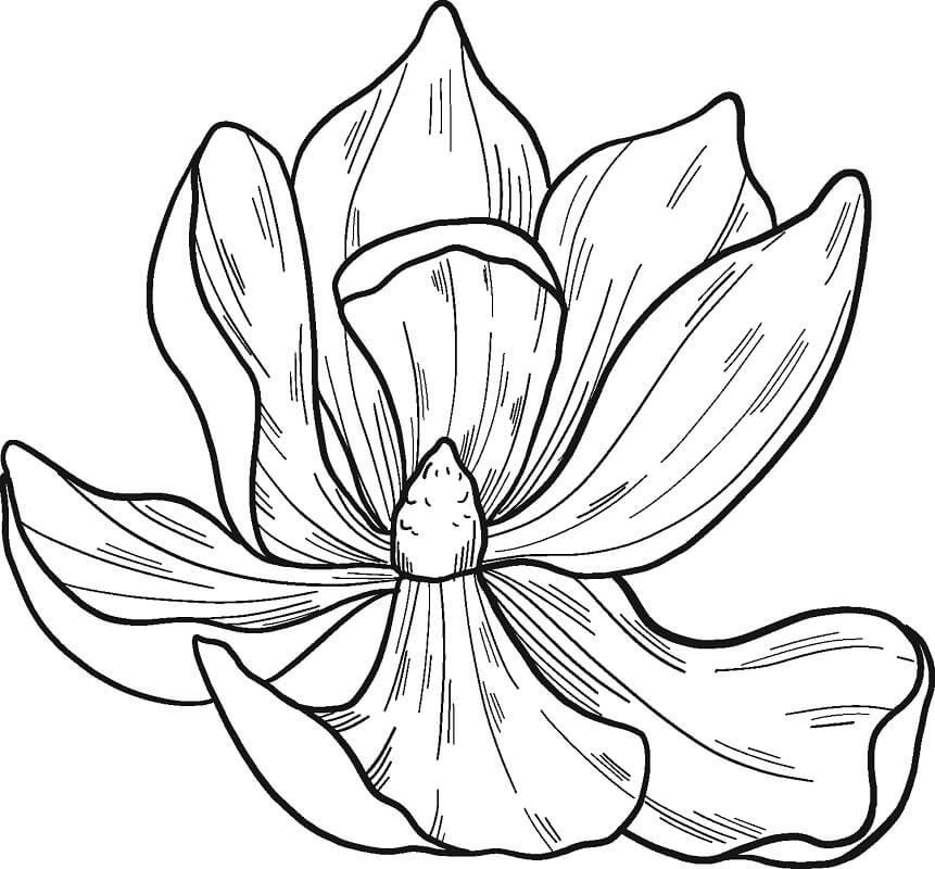 Top 26 Printable Magnolia Coloring Pages - Online Coloring Pages