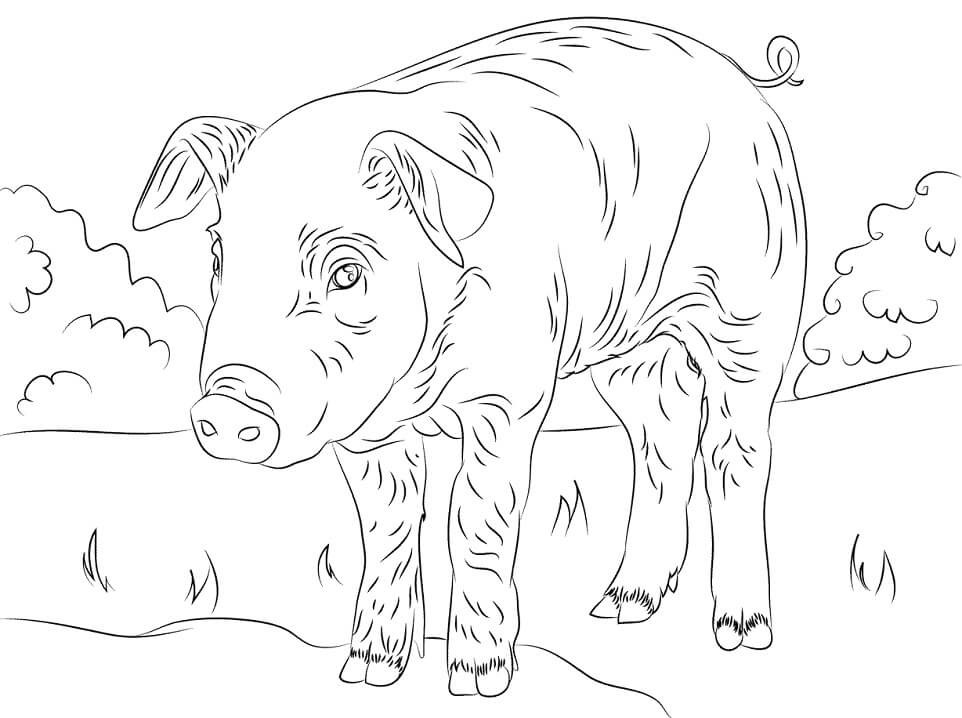 Top 60 Printable Pig Coloring Pages - Online Coloring Pages