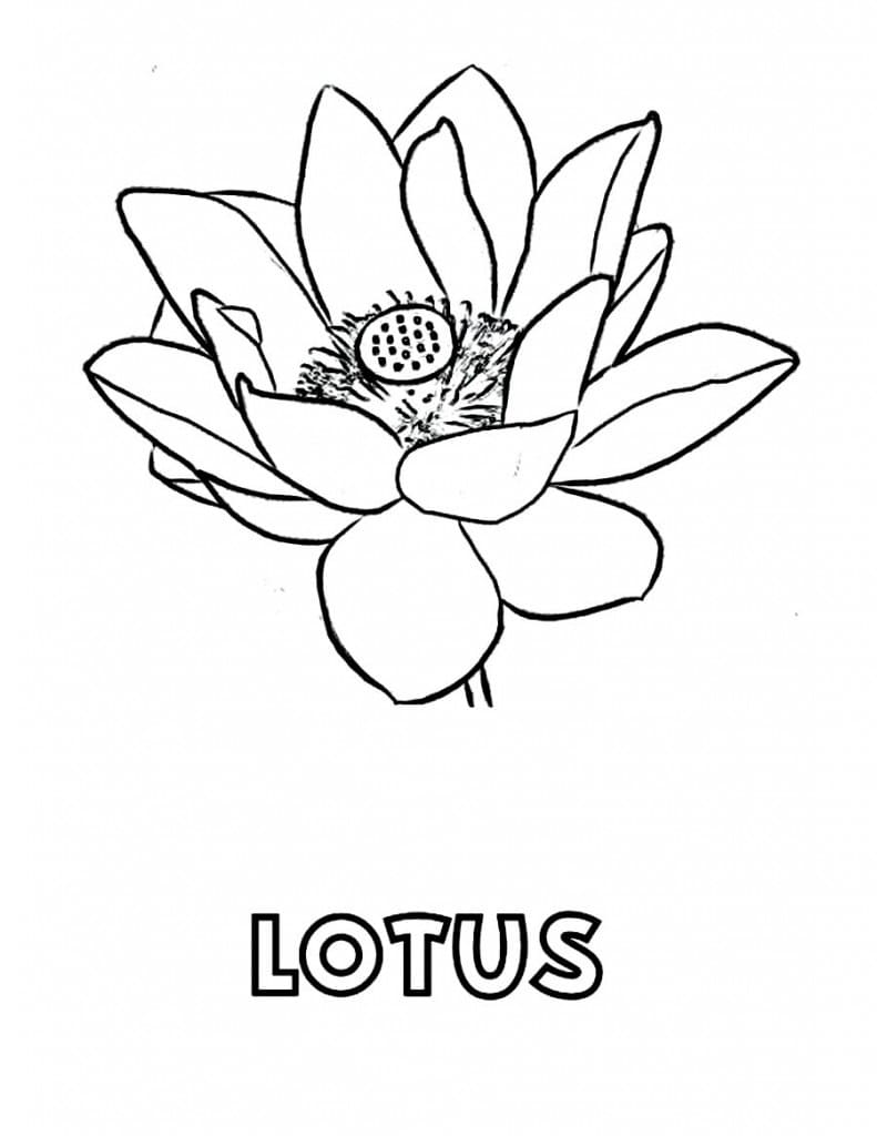 Top 27 Printable Lotus Coloring Pages