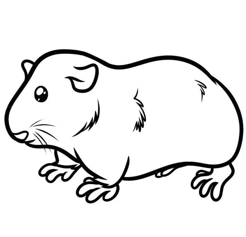 Top 40 Printable Guinea Pig Coloring Pages