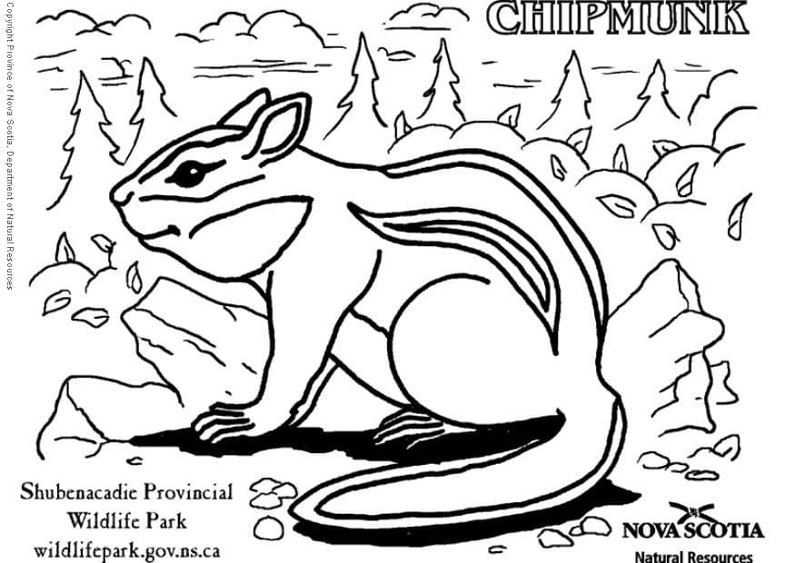 Top 39 Printable Chipmunk Coloring Pages