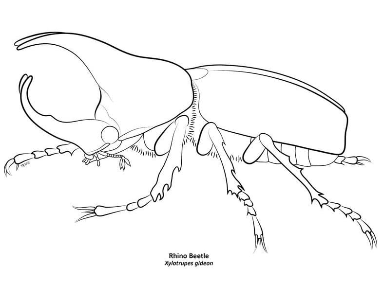 Top 52 Printable Beetle Coloring Pages