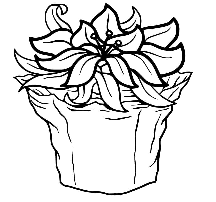 Top 39 Printable Poinsettia Coloring Pages