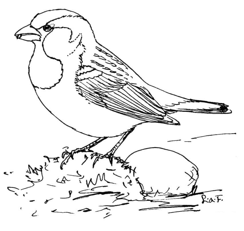 Top 52 Printable Sparrow Coloring Pages