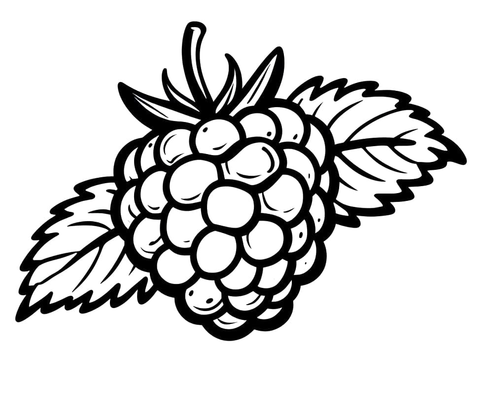 Top 24 Printable Raspberry Coloring Pages