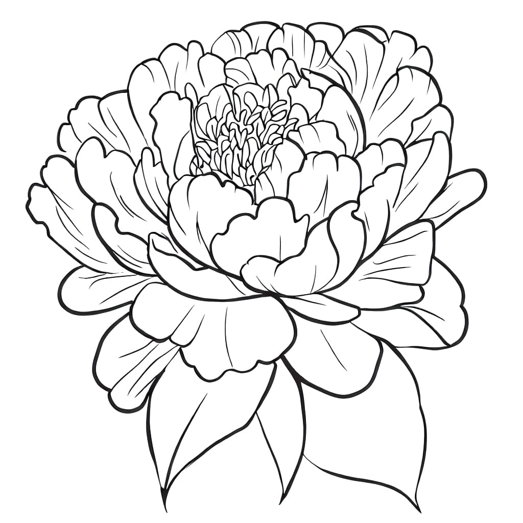 Top 24 Printable Peony Coloring Pages