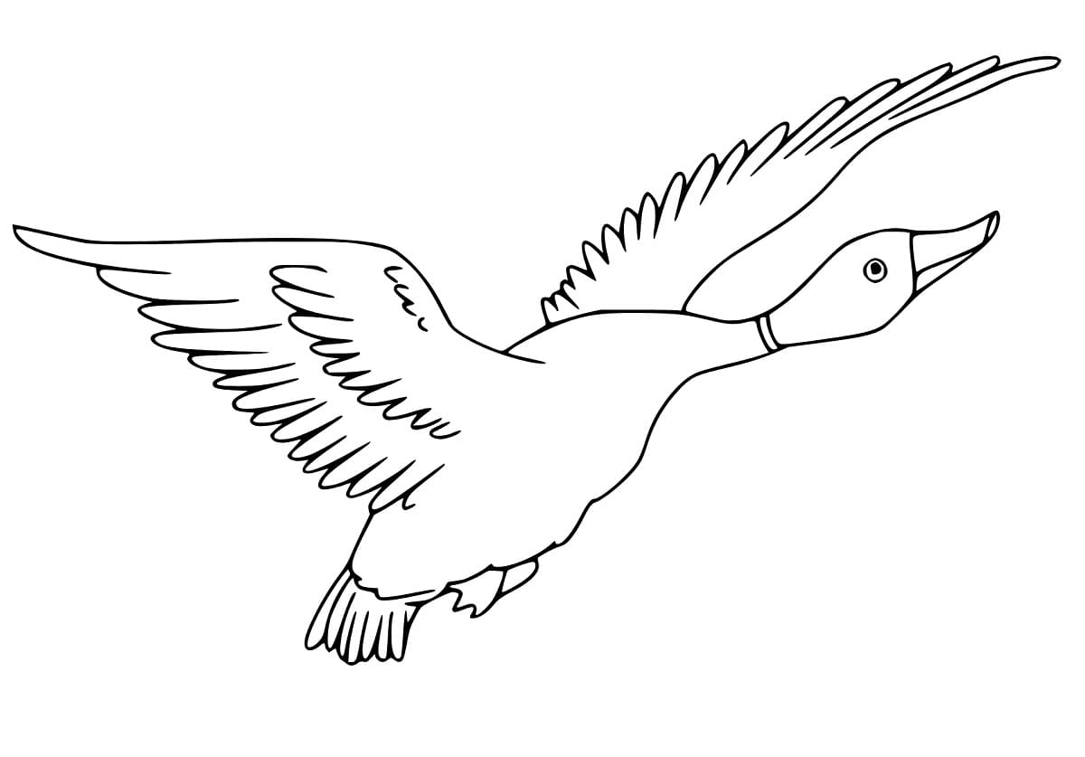 Top 20 Printable Mallard Duck Coloring Pages